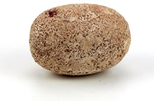 Starter Kit Dino Eggs Surpresa