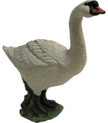 Cisne
